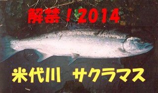 2014年、待望の米代川のサクラマスが解禁です。
