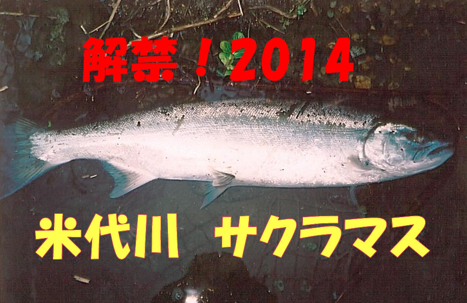 2014年、待望の米代川のサクラマスが解禁です。