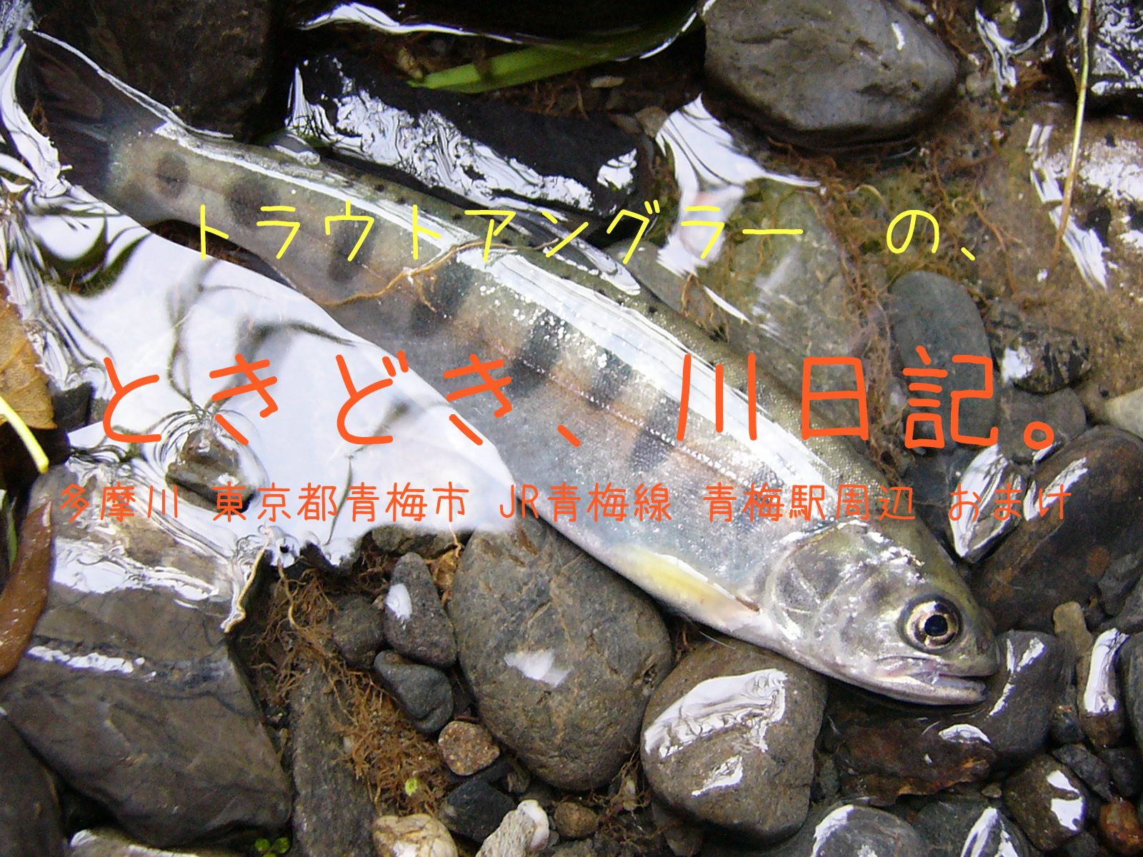 トラウトアングラーの、ときどき、川日記。【多摩川　東京都 青梅駅周辺 おまけ】今度は釣りをしてきました。