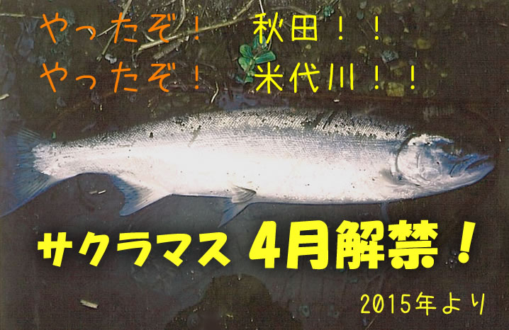 米代川サクラマス2015がスタート