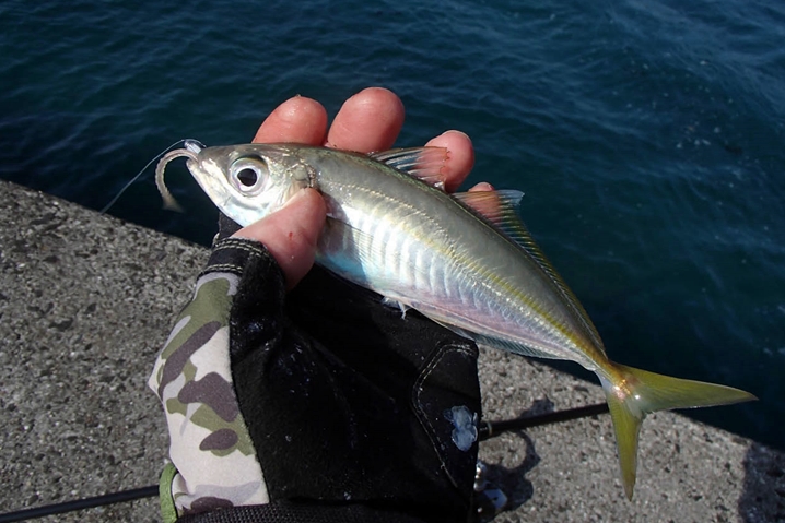 ルアーでアジ釣り、アジング！