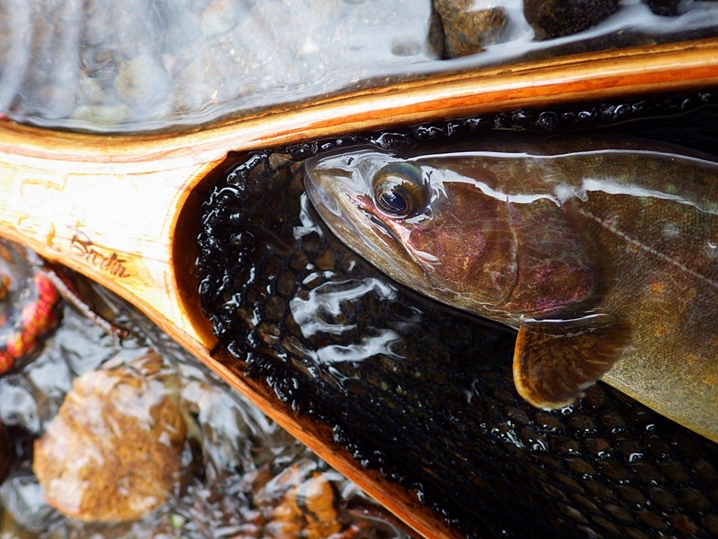 山梨県の渓流ルアー釣りでイワナ