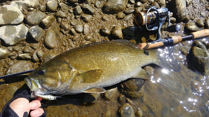 シャッドで釣れたスモールマウスバス