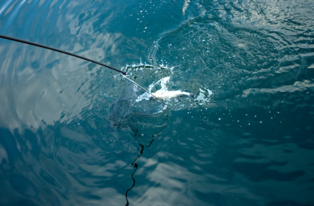 タモ入れは、魚を頭から誘導する。