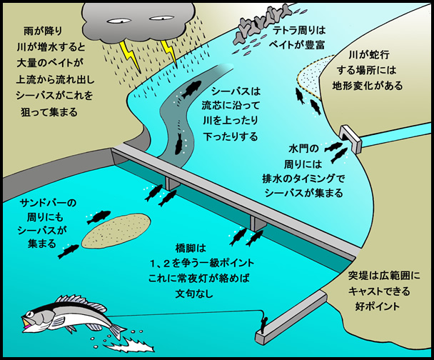 ベイトの豊富な河川はシーバスの絶好のポイント