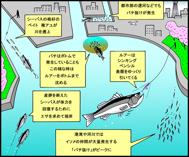 産卵後のシーバスは「バチ」を偏食