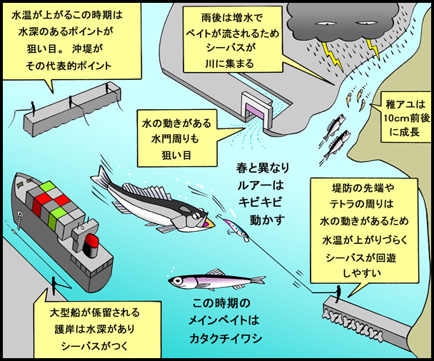 メインは稚アユとカタクチイワシ