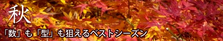 [秋]「数」も「型」も狙えるベストシーズン