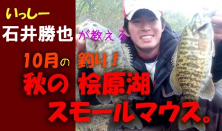 石井勝也が教える、10月の釣り！秋の桧原湖 スモールマウス。