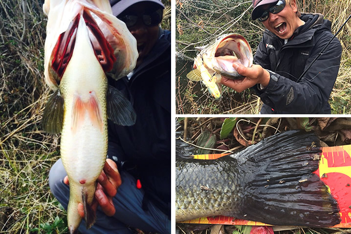 60.5センチ、4キロのデカバス