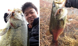 琵琶湖２０１５春のバス釣り