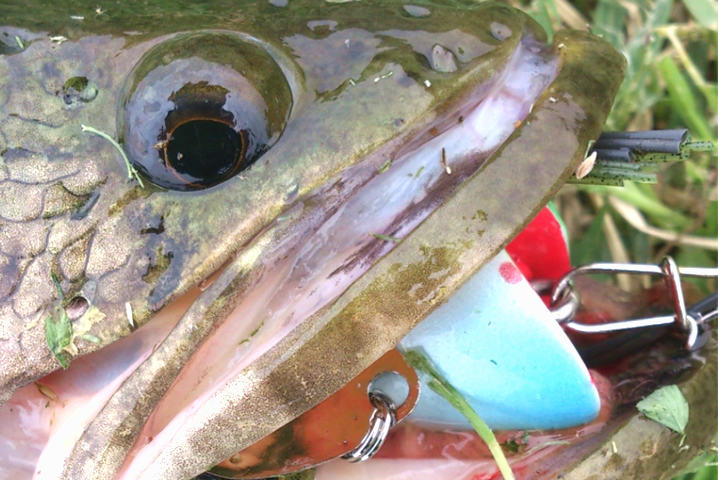 雷魚釣りはアワセが肝心