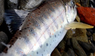 渓流ルアーのアマゴ釣り