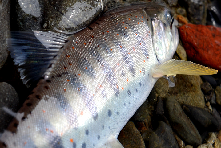 渓流ルアーのアマゴ釣り