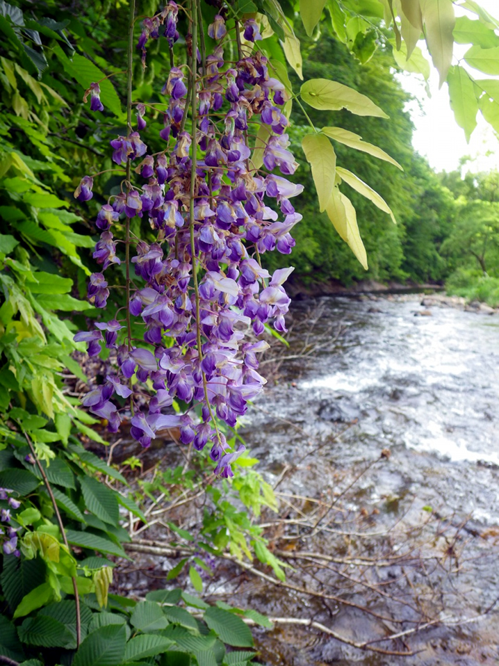 東北の渓流を彩る藤の花