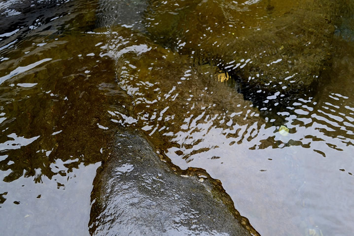 川床のヌメリ