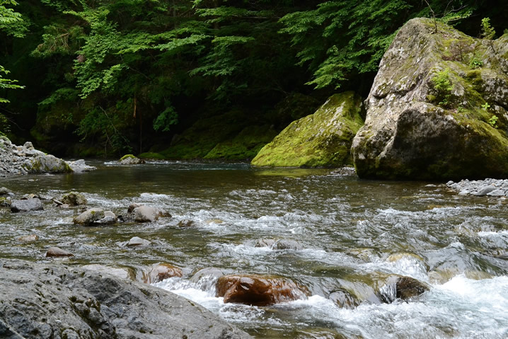 静岡県天竜川水系のアマゴ釣り。渓相