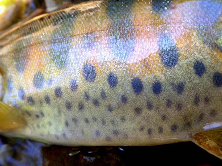 インザフィールド渓流のルアー釣り