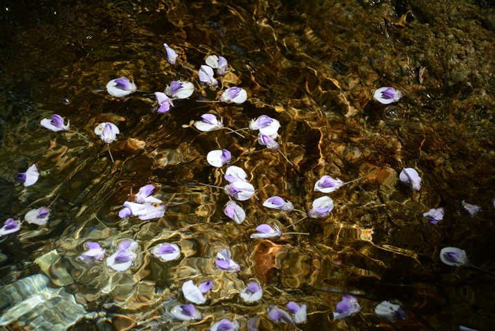 水面花　藤の花びら
