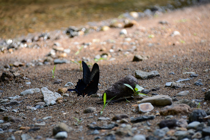 渓流の蝶