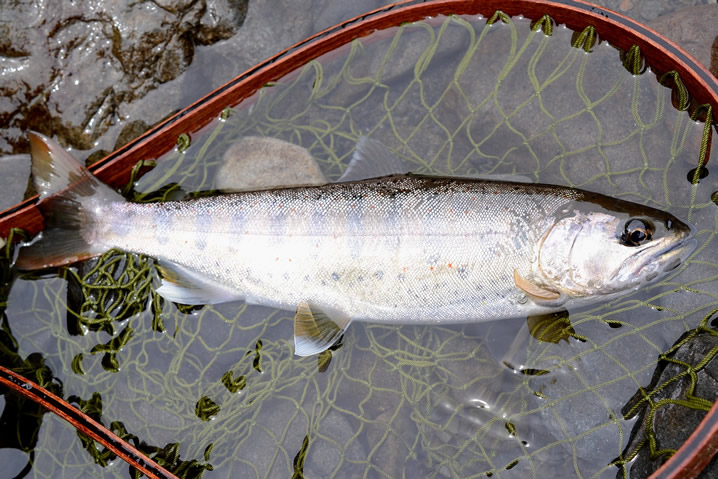 渓流ルアー釣りのアマゴ