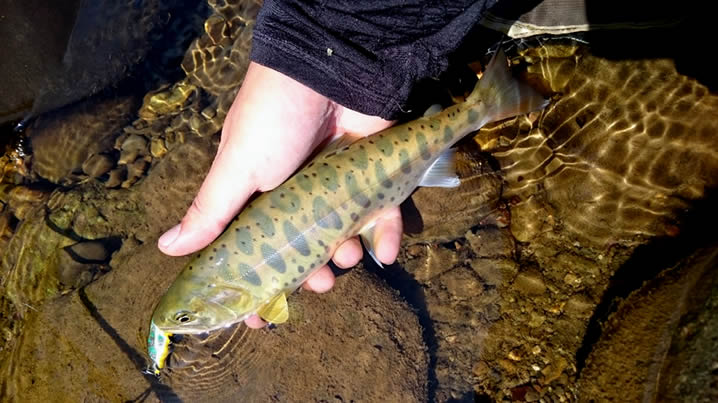 渓流のミノーイングでヤマメ釣り