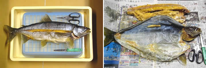 魚類剥製の作り方