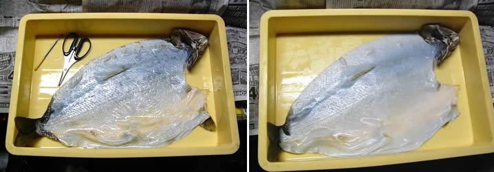 魚類剥製の作り方