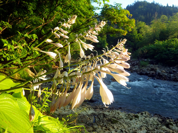 渓流に彩を添える花