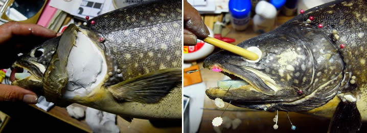 魚類剥製の作り方