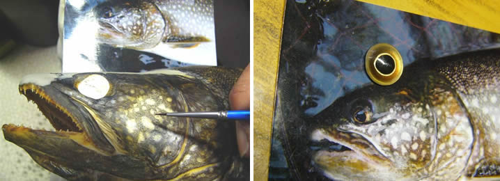 魚類剥製の作り方