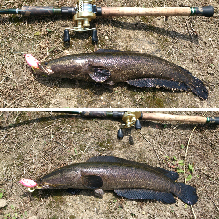 香川県、7月の雷魚釣り