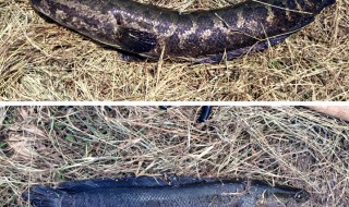 フロッグのシンカー