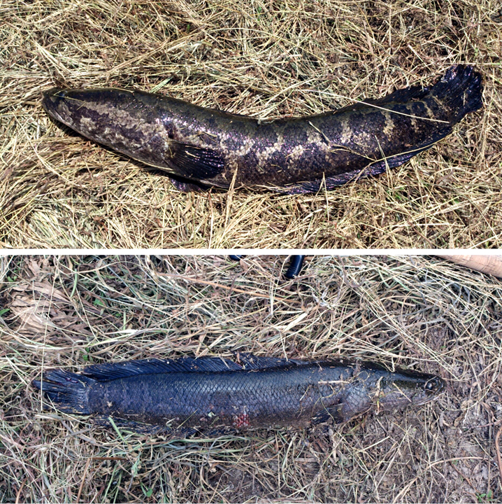 香川県のため池で雷魚