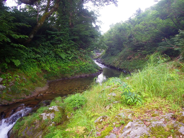 東北の渓流でルアーフィッシング