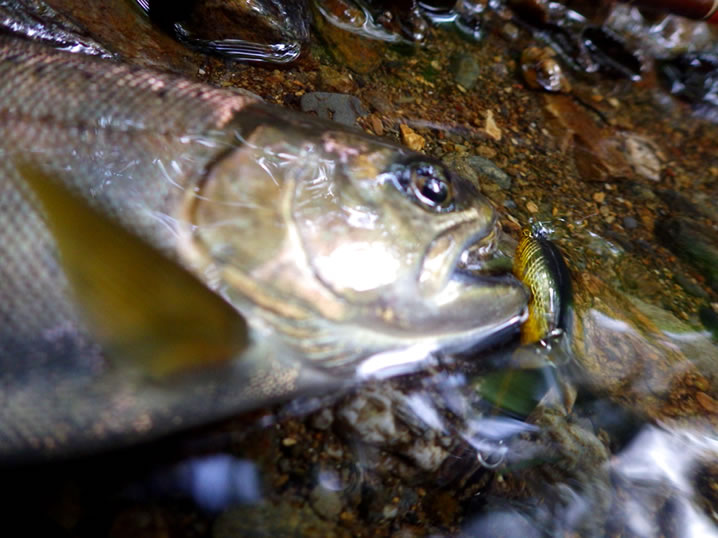 レーベルジョイントでヤマメ釣り