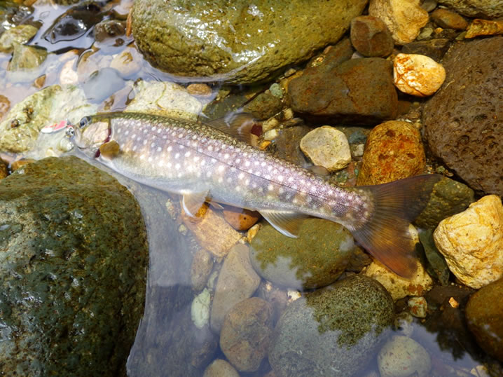 渓流ルアーでイワナ釣り