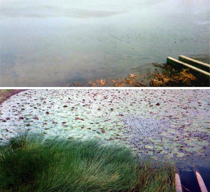 香川のため池、冬と夏