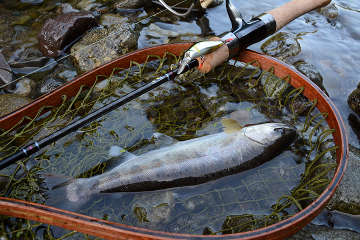 富士川水系のアマゴ釣果