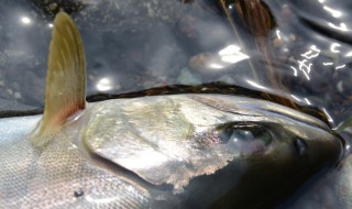 渓流ルアーのアマゴ釣り