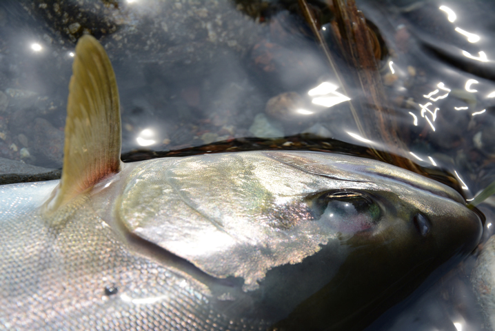 渓流ルアーのアマゴ釣り