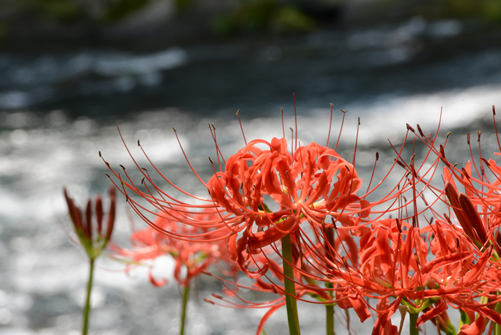 渓流に映える曼珠沙華