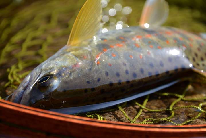 秋アマゴのルアー釣り