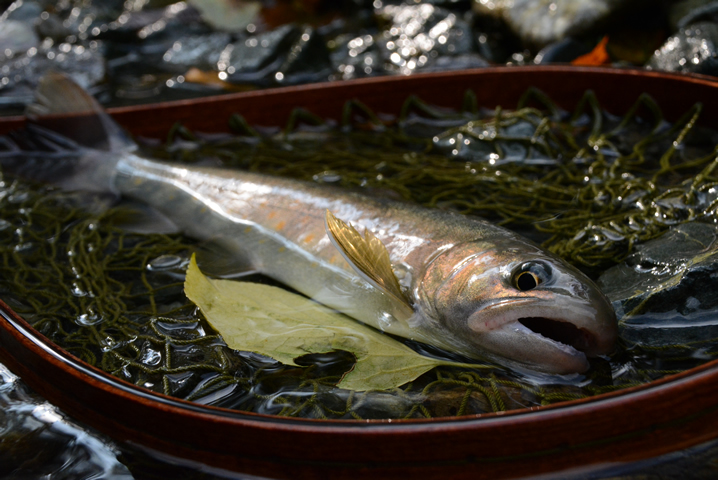 渓流ルアーで秋イワナ釣り