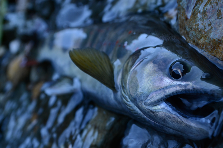 秋のアマゴ釣り