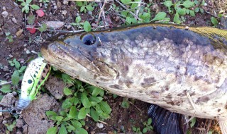 ５ｃｍ１０ｇフロッグにきた雷魚