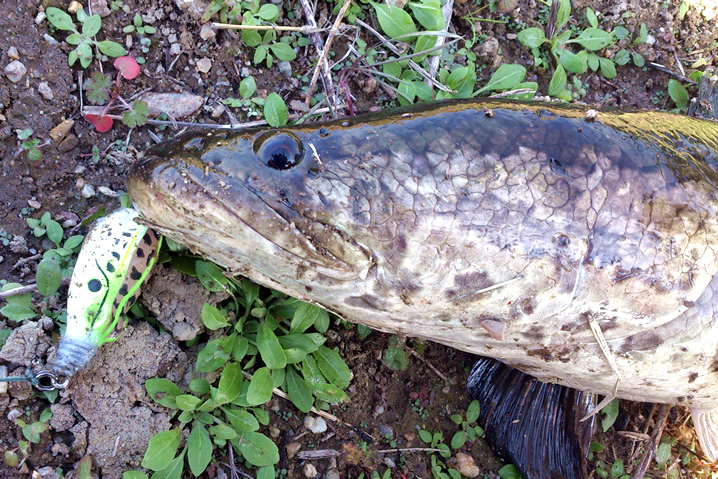 ５ｃｍ１０ｇフロッグにきた雷魚