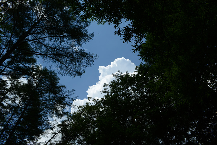 夏の雲