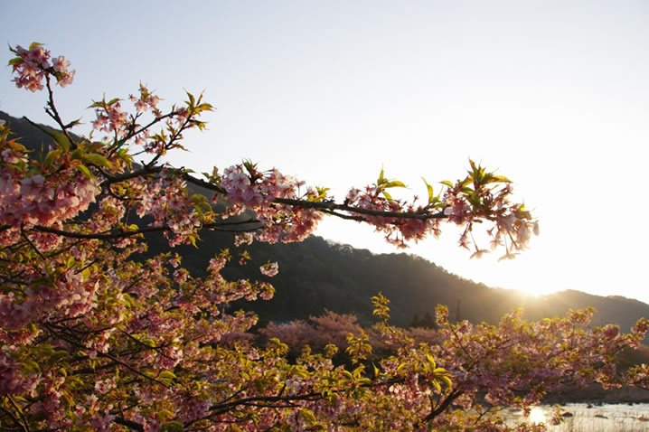 渓流を彩る春の花