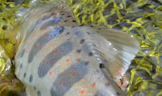 天竜川水系のアマゴ釣り